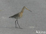 Black-tailed Godwit (Limosa limosa) 