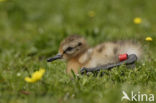 Grutto (Limosa limosa) 