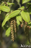 Haagbeuk (Carpinus betulus)