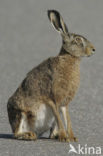 Brown Hare (Lepus europaeus)