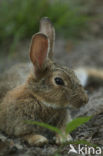 Brown Hare (Lepus europaeus)