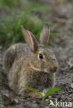 Brown Hare (Lepus europaeus)