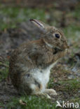 Brown Hare (Lepus europaeus)