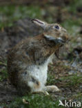 Brown Hare (Lepus europaeus)