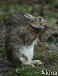 Haas (Lepus europaeus)