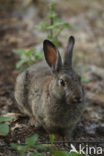 Brown Hare (Lepus europaeus)