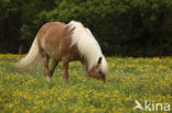 Horse (Equus spp)