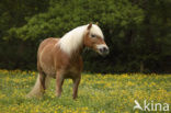 Haflinger paard (Equus spp)