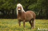 Horse (Equus spp)