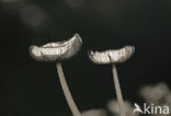 Hazenpootje (Coprinus lagopus)