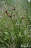 Sea Club-rush (Bolboschoenus maritimus)