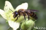 Heggenrankzandbij (Andrena florea)