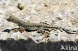 Hekstaart Leguaan (Callisaurus draconoides)