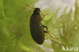 Helochares punctatus