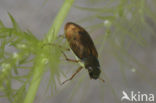 Helophorus obscurus