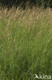 Hennegras (Calamagrostis canescens)