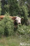 Hereford Koe (Bos domesticus)