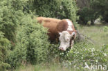 Hereford Koe (Bos domesticus)