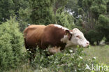 Hereford Koe (Bos domesticus)