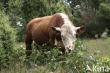 Hereford Cow (Bos domesticus)