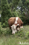 Hereford Koe (Bos domesticus)