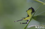 Puss Moth (Cerura vinula)