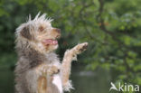 Dog (Canis domesticus)