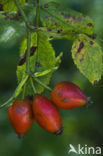 Hondsroos (Rosa canina)