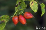 Hondsroos (Rosa canina)