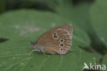 Small Heath (Coenonympha pamphilus)