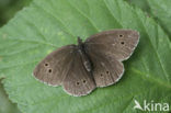 Hooibeestje (Coenonympha pamphilus)