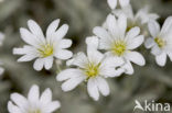 Hoornbloem (Cerastium spec.)