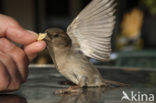 Huismus (Passer domesticus) 