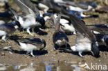 Common House-Martin (Delichon urbicum)