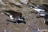 Common House-Martin (Delichon urbicum)