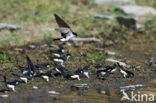 Common House-Martin (Delichon urbicum)