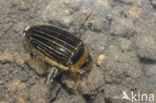 Hydaticus continentalis