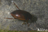 Hydroporus gyllenhalii