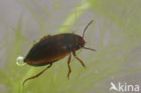 Hydroporus gyllenhalii