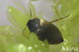 Hydroporus planus