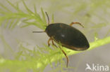 Hydroporus pubescens