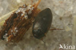 Hydroporus pubescens