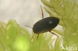 Hydroporus sp.