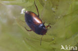 Hydroporus tristis