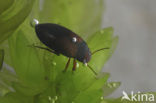 Hydroporus tristis