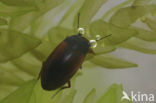 Hydroporus tristis