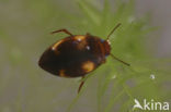 Hygrotus decoratus