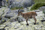 Spanish ibex (Capra pyrenaica)