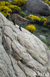 Iberische Steenbok (Capra pyrenaica)