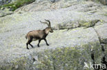 Spanish ibex (Capra pyrenaica)